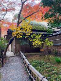苔と紅葉が美しい草庵🥹🍁🌿京都・祇王寺🌿🍁