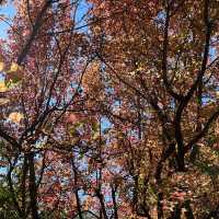 Discover the beauty of Wuling Farm in Taiwan