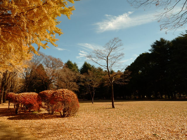 Yoyogi Park: Tokyo’s Urban Oasis of Energy and Tranquility