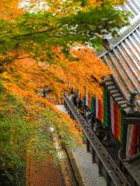 【京都🇯🇵】秋のカラフルな世界へ