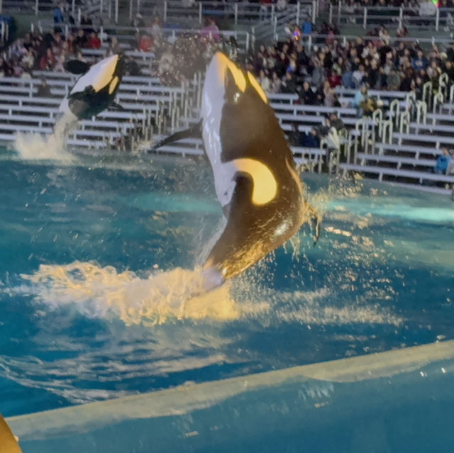 Orca encounter in Seaworld San Diego