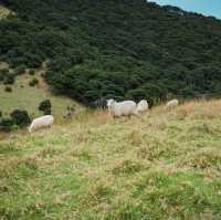 The Kerikeri area, located just inland from the Bay of Islands