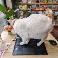 cats 