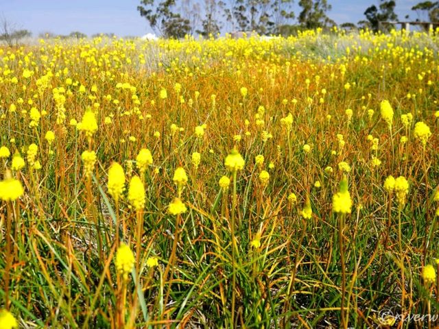 【南アフリカ】砂漠に出現する奇跡の花園！「ナマクアランド」