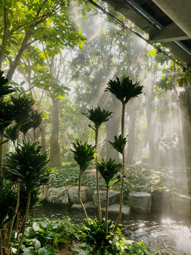 열대 우림을 그대로 옮겨놓은 듯한 ‘거제 정글돔’ 🌳