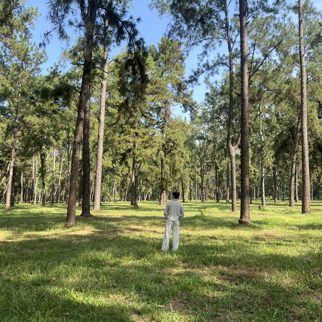 🌲 สวนสนแม่แตง จุดเช็คอินที่สายถ่ายรูปไม่ควรพลาด!