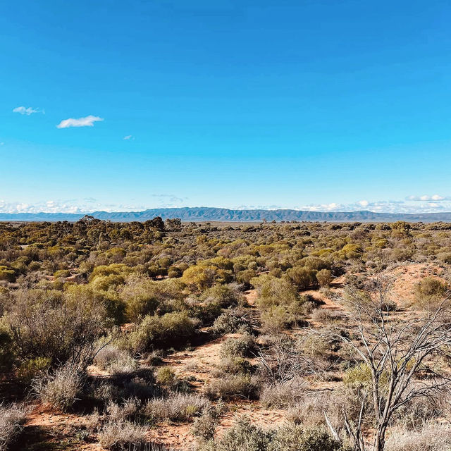 Exploring the Australian Arid Lands Botanic Garden: A Unique Desert Oasis