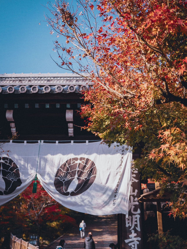 🍁✨ 秋の光明寺で紅葉のトンネルを体感しよう ✨🍁