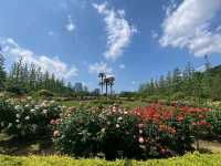 A Peaceful Retreat at Shinjuku Gyoen National Garden