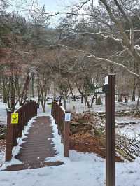 눈맞으며 힐링하기 좋은 대전여행지❄️