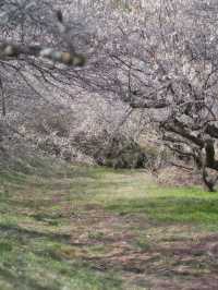 【群馬】3万5千本の梅の花が咲き誇る絶景😍秋間梅林で春の訪れを感じよう🌸