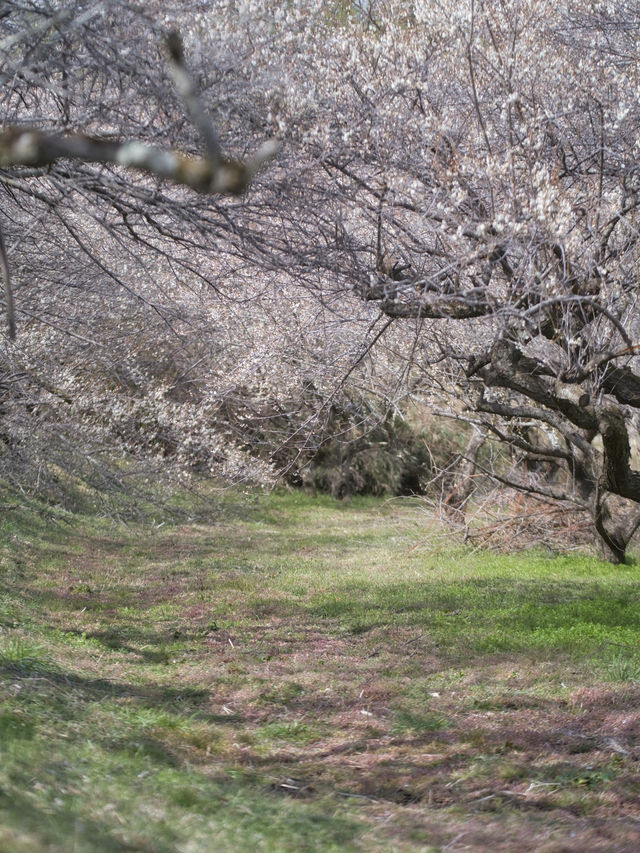 【群馬】3万5千本の梅の花が咲き誇る絶景😍秋間梅林で春の訪れを感じよう🌸
