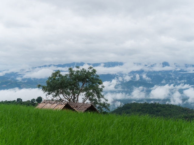 นาขั้นบันได บ้านป่าปงเปียง 🌾