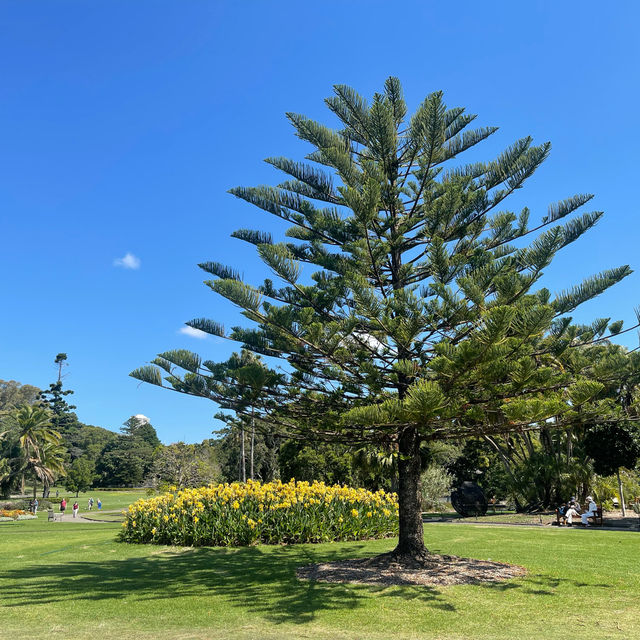 雪梨市中心皇家植物園（Royal Botanic Garden Sydney）