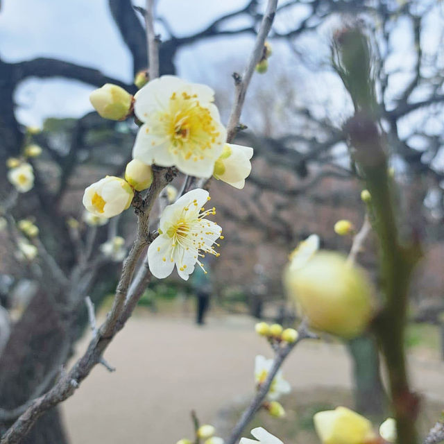 Osaka’s Hidden Springtime Gem: Plum Blossom Grove 🇯🇵