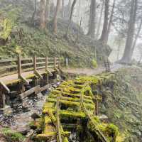 天母古道親山步道 | 清新綠野的悠然