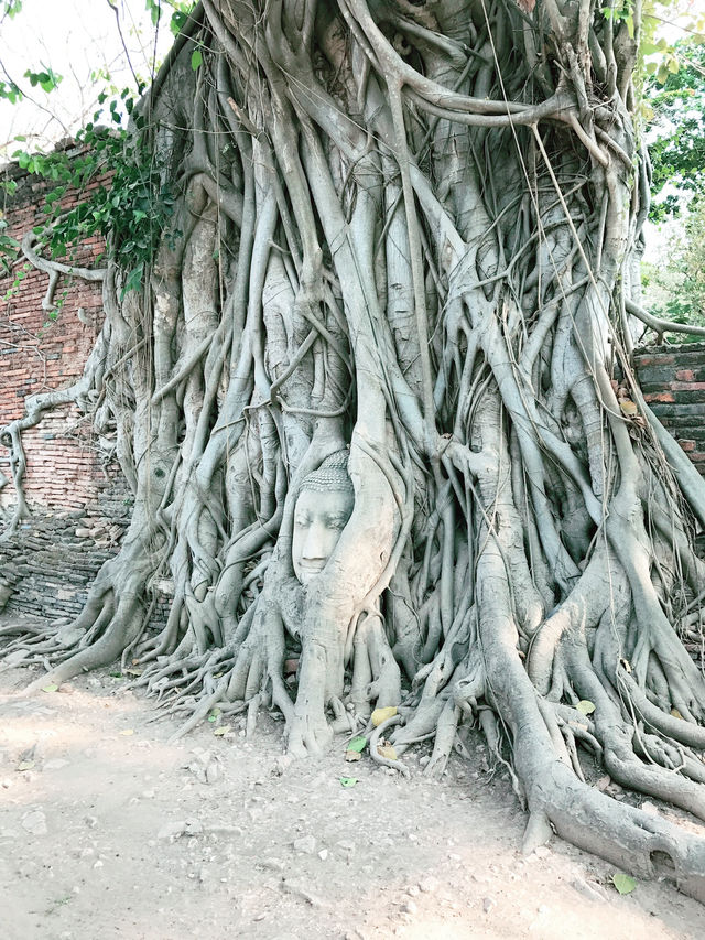 Timeless Wonder at Wat Mahathat