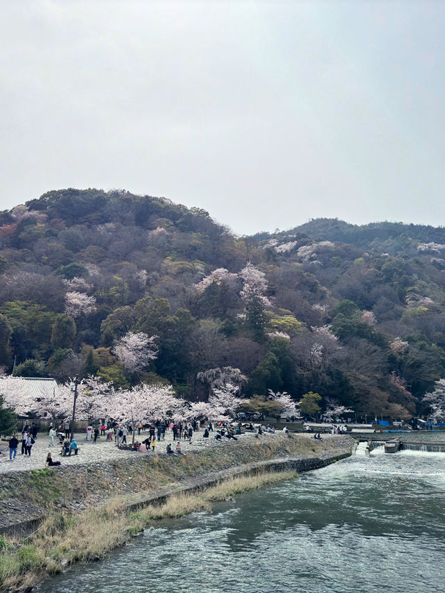 京都渡月橋的櫻花夢幻之旅🌸