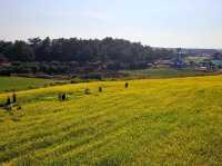 A great view of Canola field at Sanbangsan