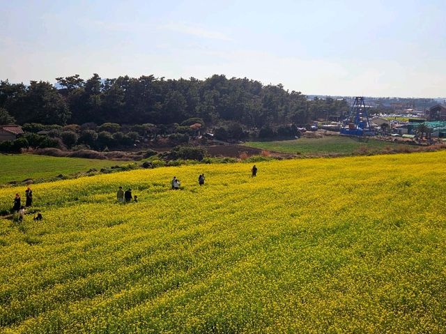 A great view of Canola field at Sanbangsan