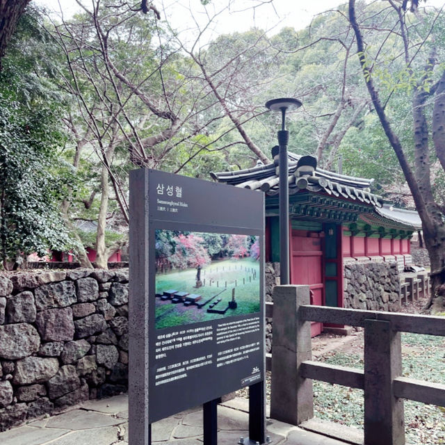 제주 벚꽃맛집은 여기입니다🌸 제주 벚꽃맛집은 여기입니다🌸