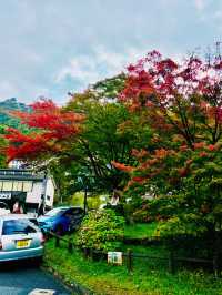【日本山梨】河口湖美景、天上山下紅葉