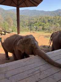 チェンマイ🇹🇭🐘と触れ合えるcafe