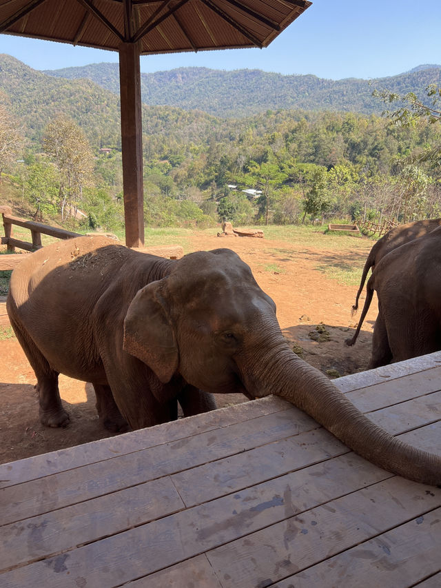 チェンマイ🇹🇭🐘と触れ合えるcafe