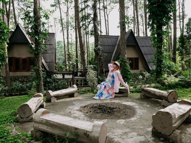 นอนชมป่าสนและสายหมอกยามเช้า