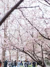 靜安雕塑公園賞櫻攻略：藏在都市裡的粉色