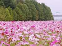 The Cosmos Flower Festival at Han River Citizen Park in Guri