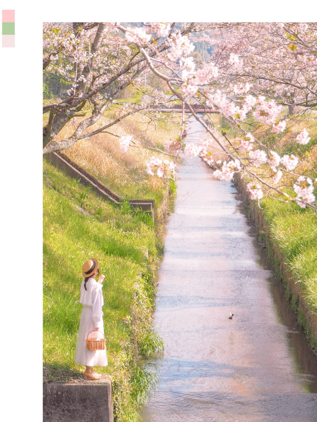 梅と桜のおすすめスポットはここ🌸🍡💕