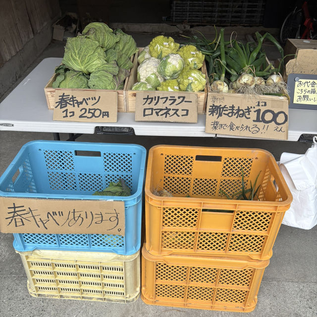 ちょっと早かったみたいですが綺麗でした❤️