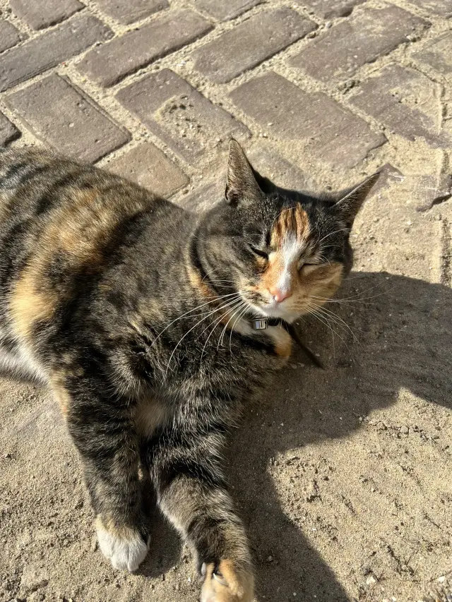 Amsterdam 4-Day Free Travel