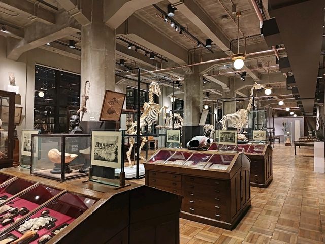 東京景點｜設置在不起眼角落，背對其他展覽品~神秘木乃伊—JP TOWER學術文化綜合博物館「INTERMEDIATHEQUE」