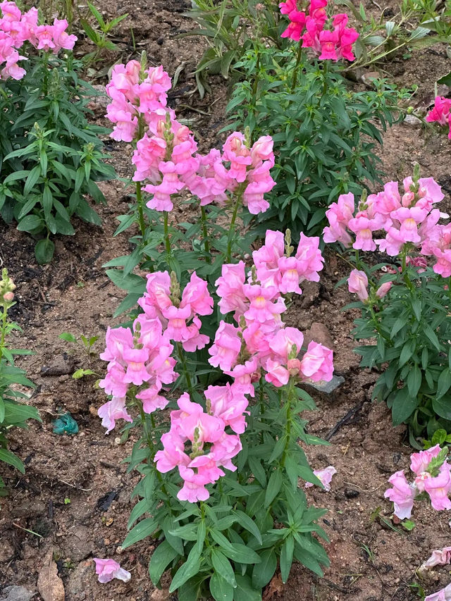 🌸 **香港單車館公園櫻花分享** 🌸