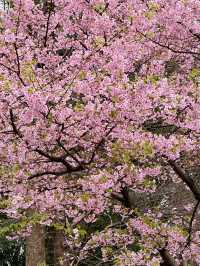 🌸 Sakura Blooming at Ueno Park 🌸