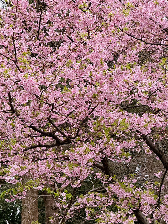 🌸 Sakura Blooming at Ueno Park 🌸