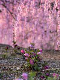 見頃で入園料が変わる？生きてる間に行ってみたい絶景スポット✨1000年樹齢のしだれ梅は伊達じゃない