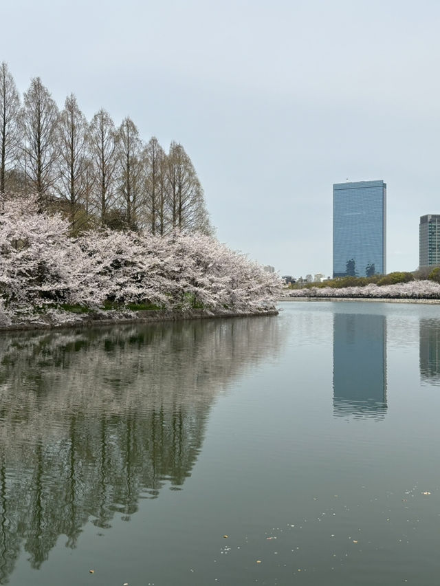 大阪城森林公園的春日奇觀