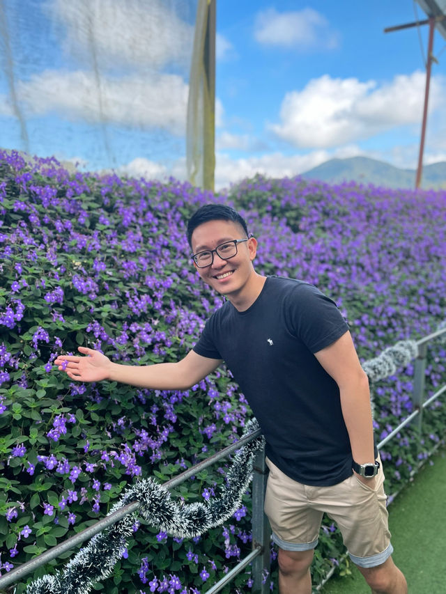 “Cameron Lavender: Spring Haven Bloom”