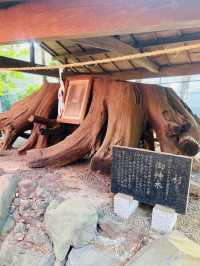 【新座】御朱印が綺麗で可愛い✨穴場神社‼️