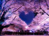 Chasing Sakura at Hirosaki Park Sakura Light Up