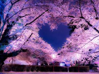 Chasing Sakura at Hirosaki Park Sakura Light Up