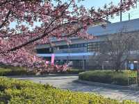 【京都府】早咲きの河津桜