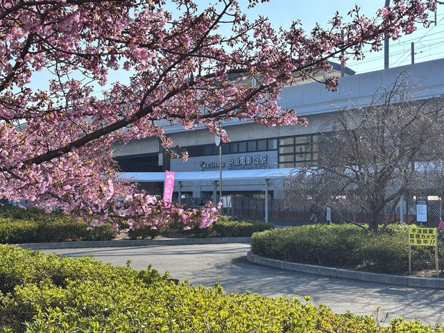 【京都府】早咲きの河津桜