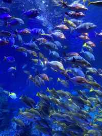 とても楽しい水族館