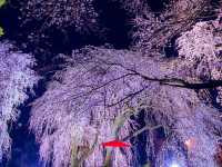 Chasing Sakura at Hokkebadu Flower Garden in Ukiha City
