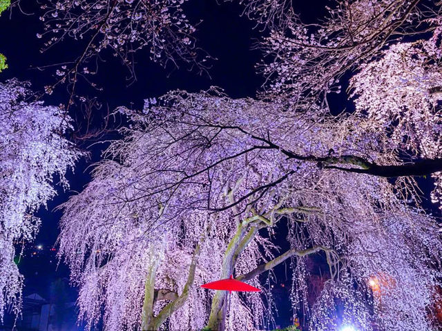 Chasing Sakura at Hokkebadu Flower Garden in Ukiha City
