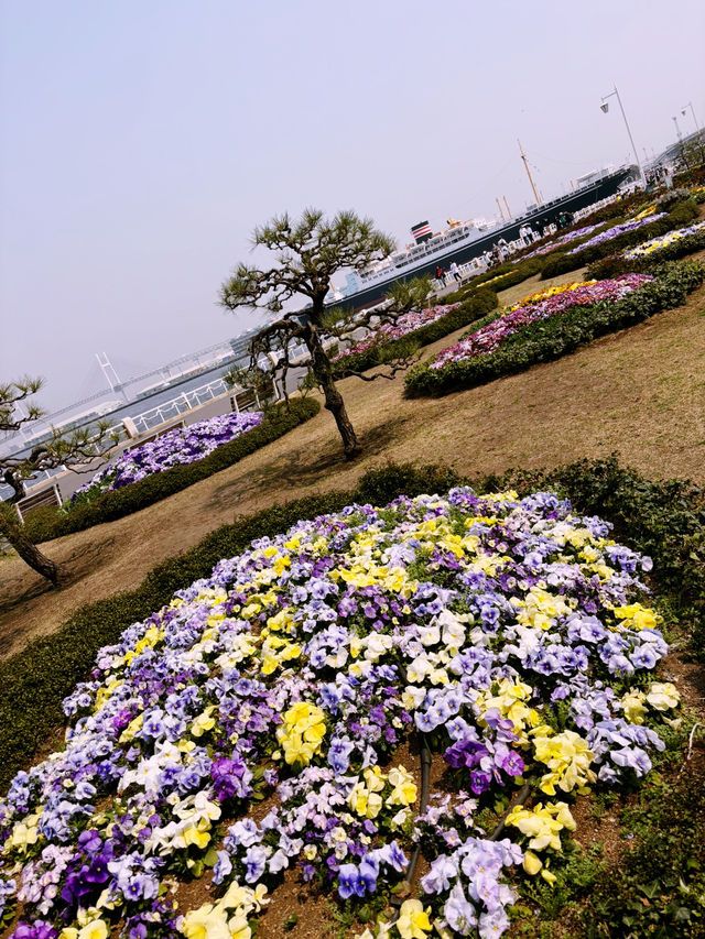 【桜が満開の横浜ニューグランドホテルと氷川丸、山下公園で春を迎えよう】